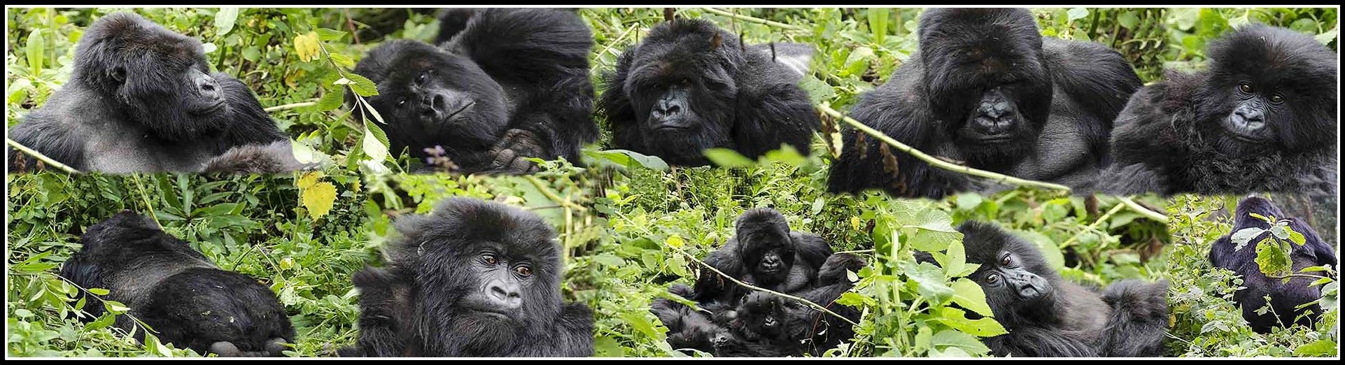 Gorilas de Montaña o Espalda Plateada - Ruanda - marco